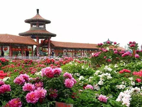 武夷花园牡丹园，春日里的华彩篇章