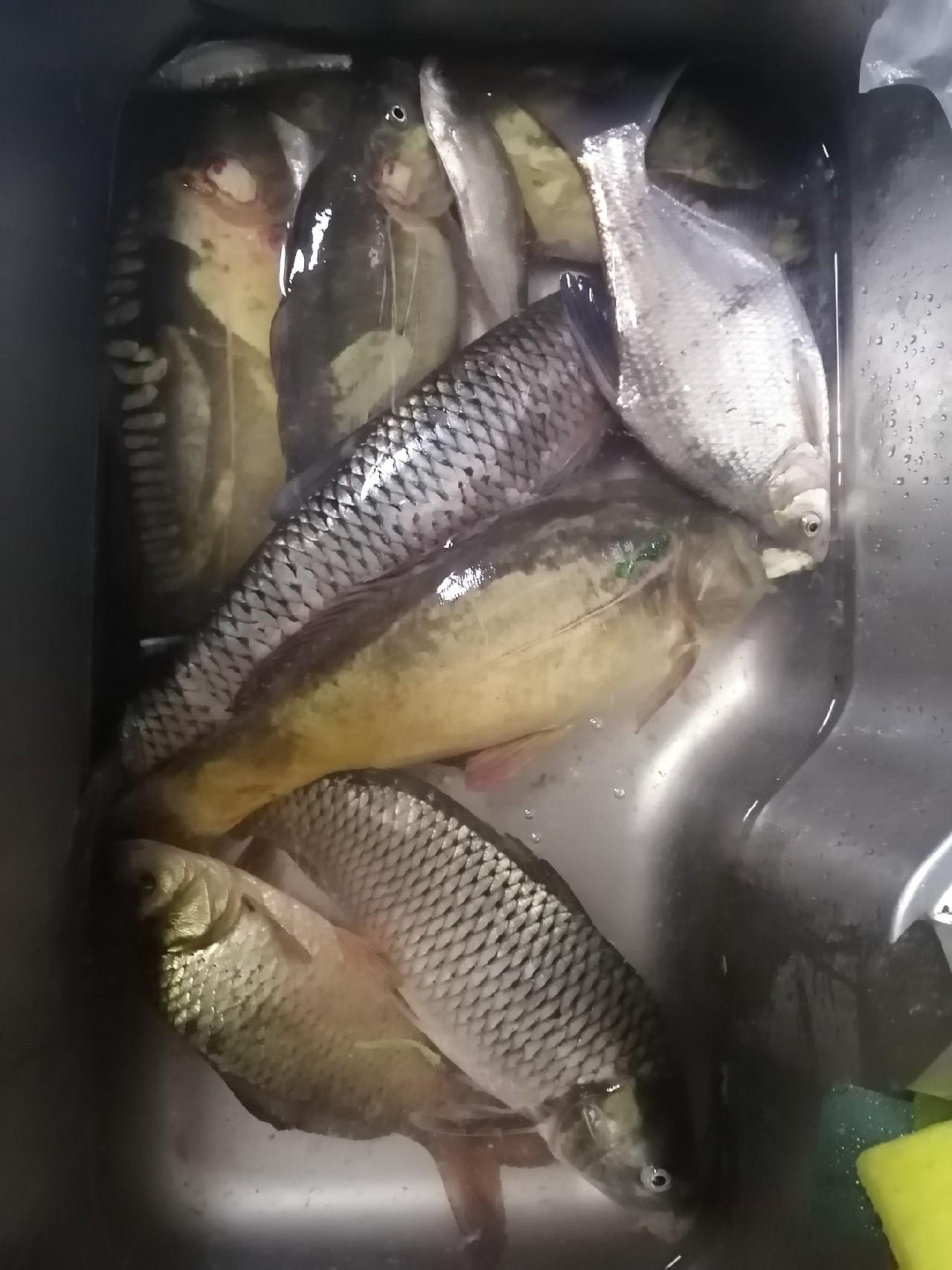探秘三道鳞，一种独特而美味的淡水鱼