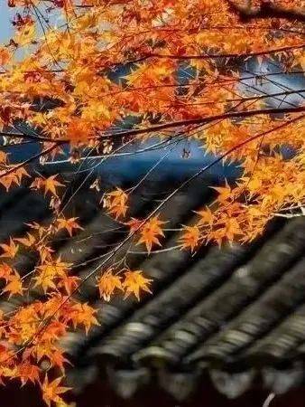 晚秋的诗意与值谜字谜的乐趣，一场文化的盛宴