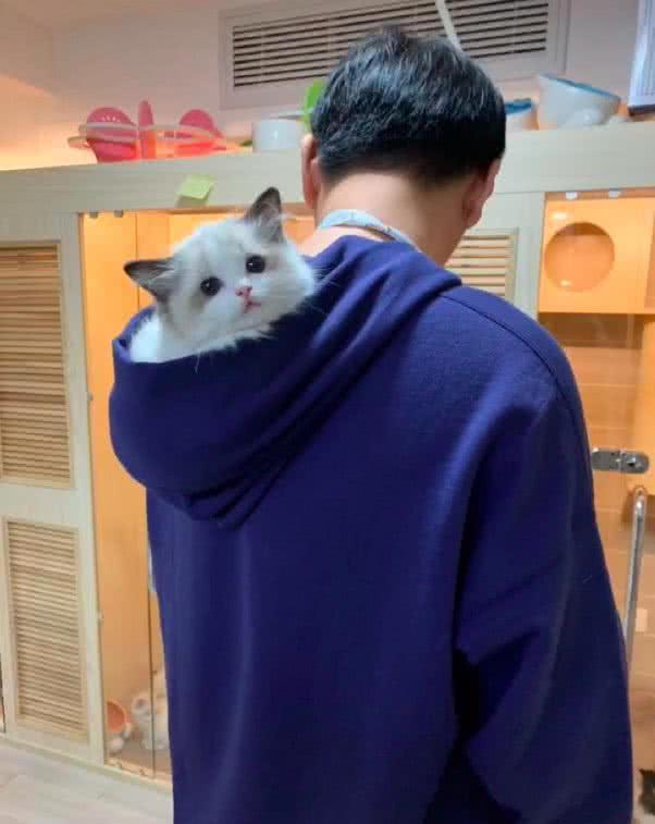 小奶猫W5C0com，萌宠新宠的温馨日常