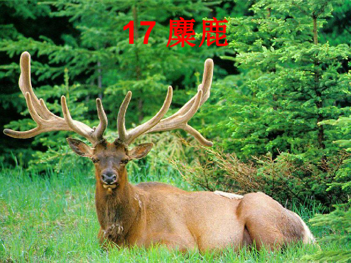 今期四不像图，探寻传统与现代交融的神秘符号今期四不像图今晚第141期图