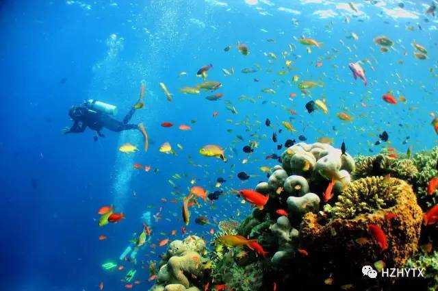 探索知识海洋,正版免费资料大全943的奇妙之旅白小组正版免费资料大全