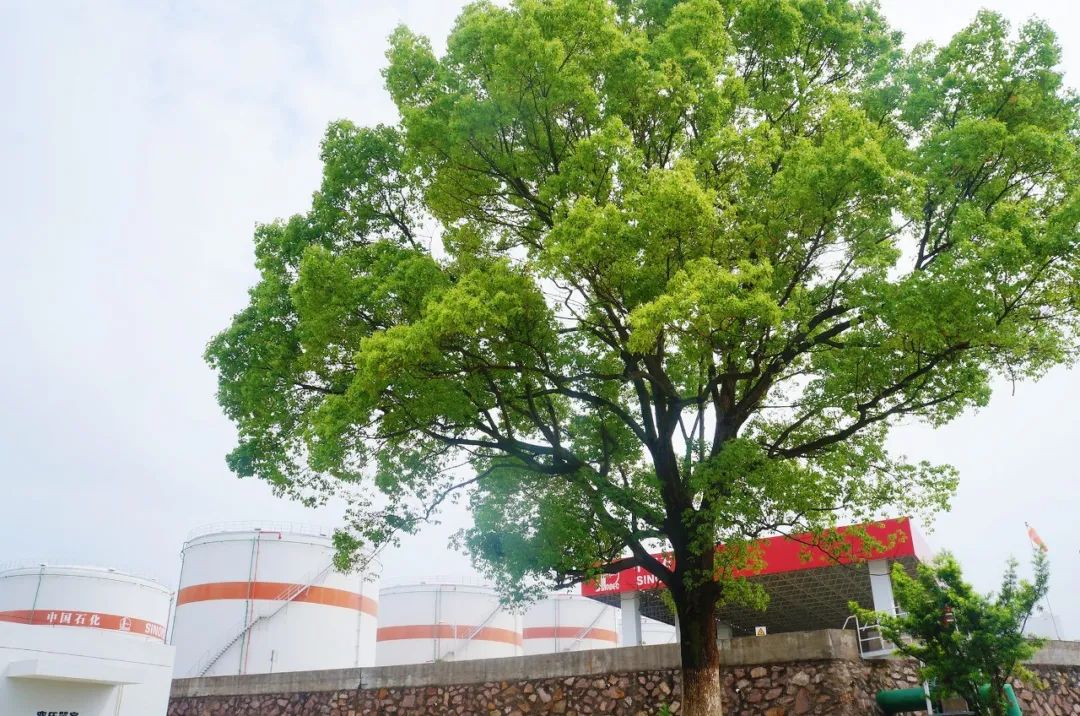 澳门正版资料大全，揭秘澳门口彩的真相与风险澳门正版资料大全有哪些?