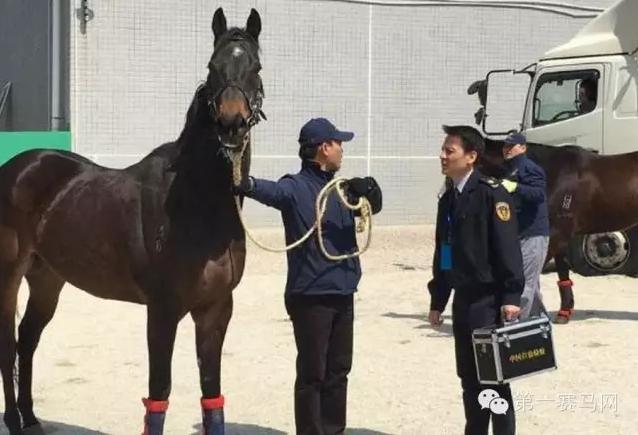 探索香港正版马会精选资料大全，揭秘赛果、技巧与策略香港正版马会精选资料大全南方生肖有几个