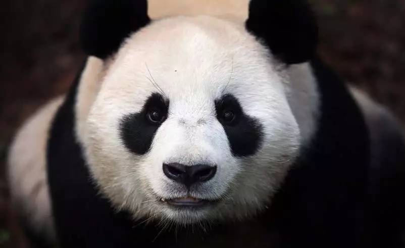 探秘四不像特肖图，传统与现代交融的奇妙世界四不像特肖图片今期图片一