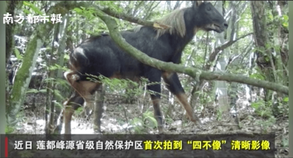 探秘四不像特肖图，传统与现代交融的奇妙世界四不像特肖图片今期图片一