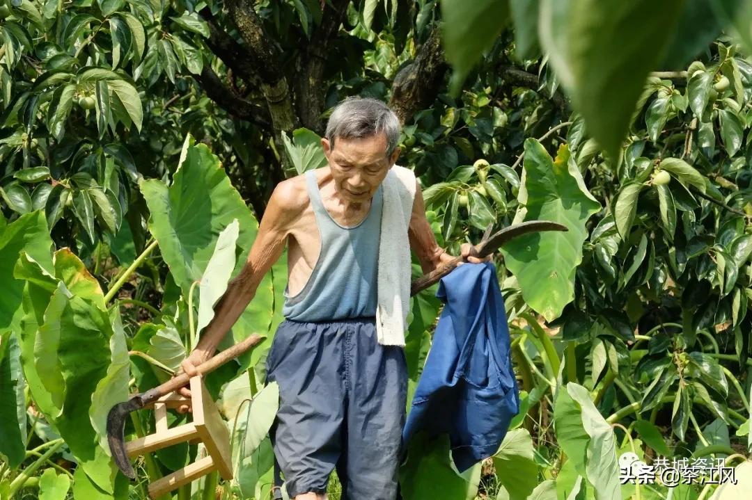 广西的狼论坛，网络上的乡土情怀与文化交流平台广西狼统计论坛