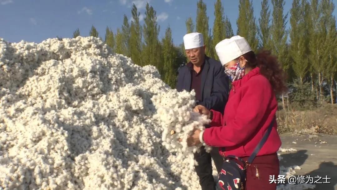 棉花信息平台，重塑棉农与市场的桥梁棉花信息平台是什么