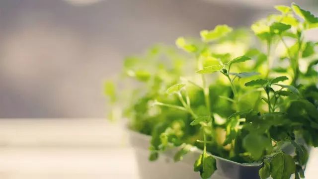 植物谜语大全及答案10,绿意盎然的智慧考验植物谜语大全及答案100个儿童